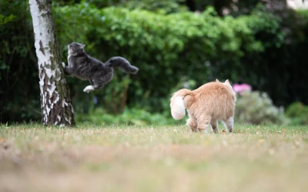 정원에 있는 장난기많은 긴 머리 고양이 두 마리 — 스톡 사진