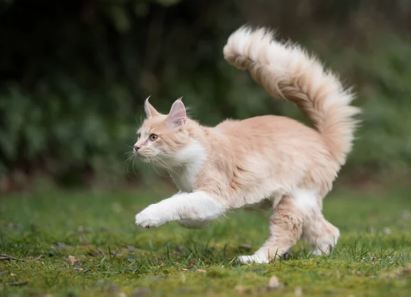 Jong maine coon kat loopt buiten — Stockfoto