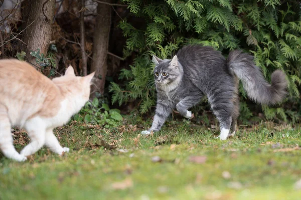 Two cats meeting outdoors in garden — Stock Photo, Image