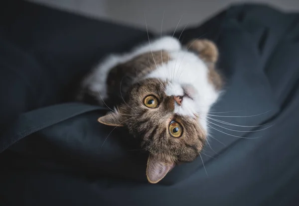 Кошка расслабляется на бобы мешок — стоковое фото