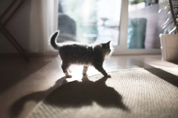 Крошечный котенок, ходящий под солнцем — стоковое фото