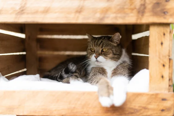 cat resting in wooden fruit crate