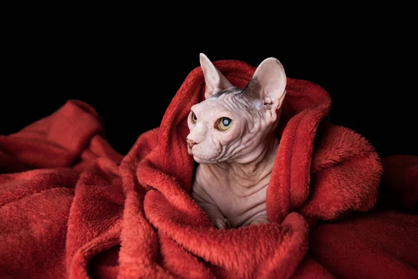 Nu sphynx gato envolto em cobertor — Fotografia de Stock