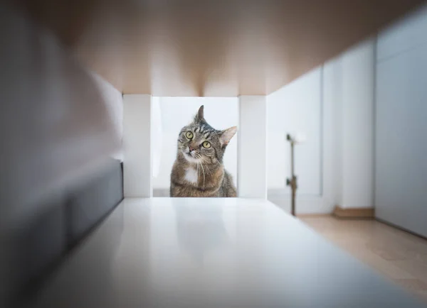 かわいいタビー猫が興味津々 — ストック写真