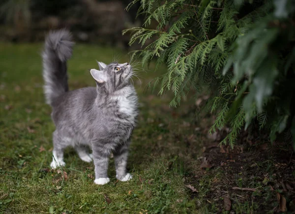 Gato cinza bonito no quintal — Fotografia de Stock
