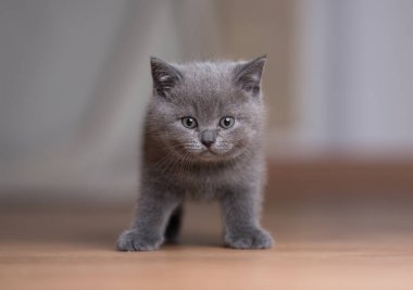 Mavi İngiliz kısa hava kedi portresi