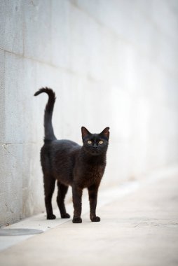 Kara sokak kedisi Mallorca 'da