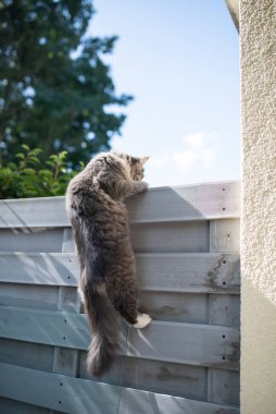 Kedi çite tırmanıyor.