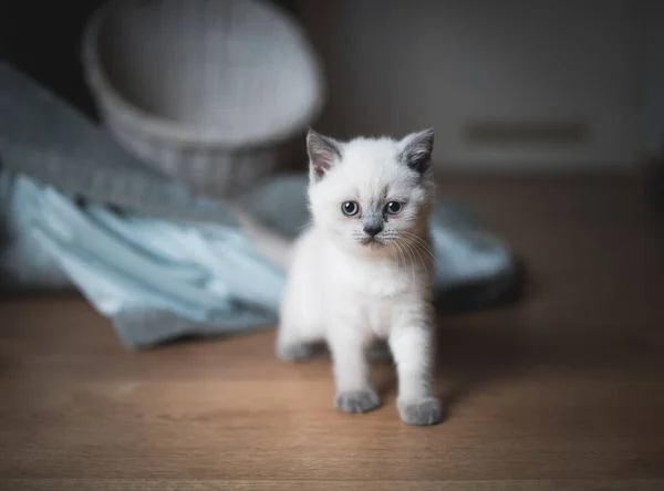 British shorthair kitten in front of a basket — стоковое фото