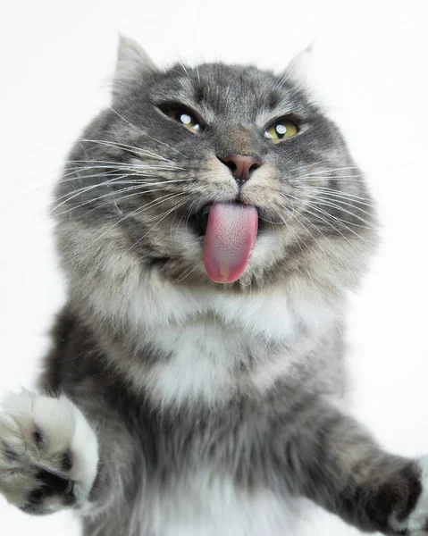 Divertido gato lamiendo mesa de vidrio — Foto de Stock