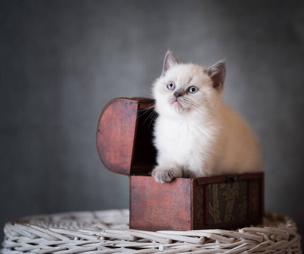 british shorthair kitten in wooden treasure chest box