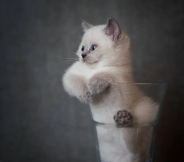 Britânico shorthair gatinho dentro de recipiente de vidro — Fotografia de Stock