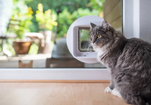 Katze vor Katzenklappe im Fenster — Stockfoto