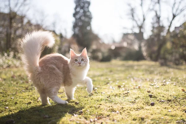 若い海洋カヌー猫が屋外で — ストック写真