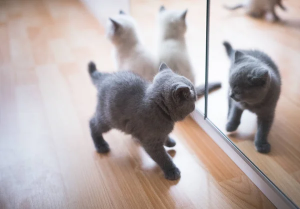 Słodkie brytyjski krotkie kotek patrząc w lustro — Zdjęcie stockowe