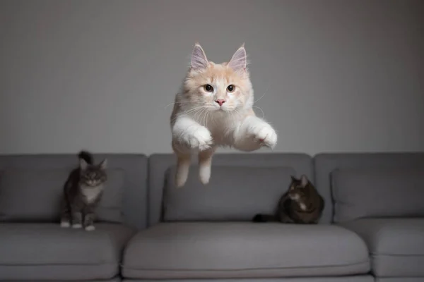 Милий кошеня стрибає над диваном — стокове фото