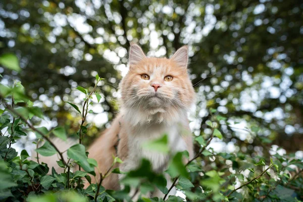 Maine coon gato na natureza — Fotografia de Stock