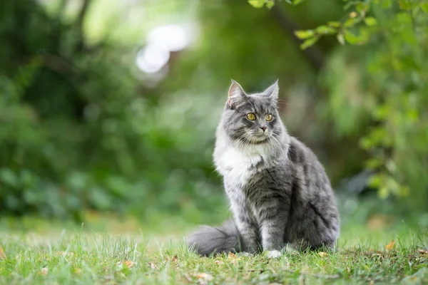 Maine coon gato na natureza verde — Fotografia de Stock