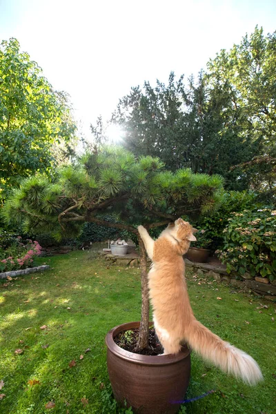 Škrábání kočky na stromečku — Stock fotografie