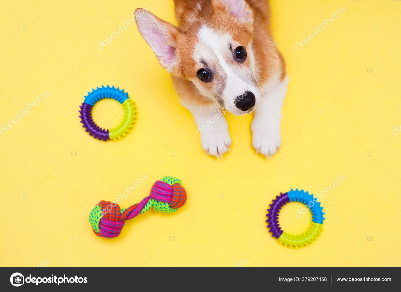 https://st4.depositphotos.com/36738718/37920/i/1600/depositphotos_379207458-stock-photo-concept-pet-care-playing-training.jpg