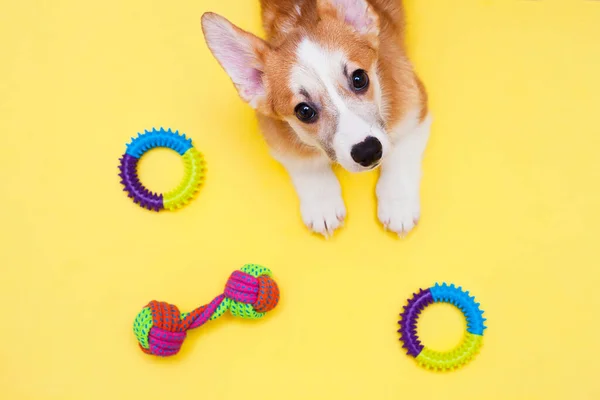 Concept Huisdier Zorg Spelen Training Corgi Hond Speelgoed Accessoires Droog — Stockfoto