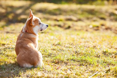 Çimlerin üzerinde oturan şirin Corgi köpeği. Kırmızı köpek tasması. Güneşli bir gün. Hayvan bakımı konsepti.
