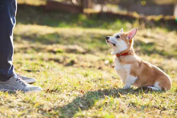 Cão Corgi Treinar Com Dono Pernas Homem Cachorrinho Corgi Grama — Fotografia de Stock