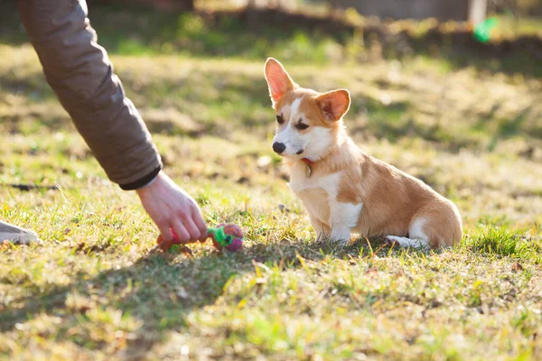 Sahibi ile Corgi köpek eğitimi. Çimlerin üzerinde Corgi yavrusu. Hayvan bakımı konsepti.