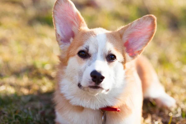 Corgi köpek portresi. Şirin Corgi yüzünü kapat. Kırmızı köpek tasması. Bulanık arkaplan. Hayvan bakımı konsepti.