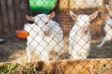 Çiftlikte iki genç beyaz keçi. Ev hayatı, hayvan bakımı konsepti..