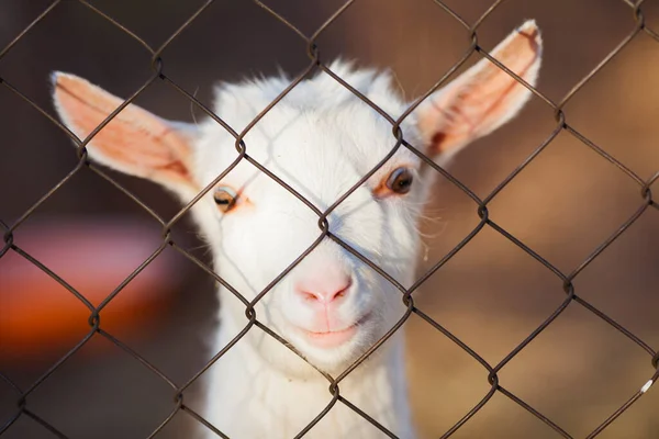 Primer Plano Cara Cabra Graciosa Cabra Blanca Granja Concepto Vida — Foto de Stock