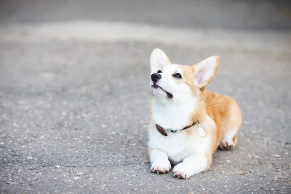 Cuidado Mascotas Juego Concepto Entrenamiento Perro Corgi Parque Juguetes Accesorios — Foto de Stock