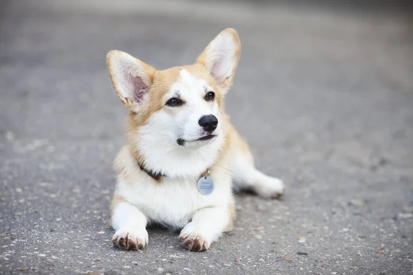 ペットケア 遊びとトレーニングの概念 公園のコーギー犬 おもちゃ アクセサリー 背景がぼやけている 最上階だ テキストのスペース — ストック写真