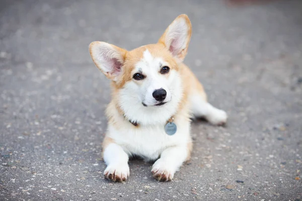 Hayvan bakımı, oyun ve eğitim konsepti. Parktaki Corgi köpeği, oyuncaklar, aksesuarlar. Arka plan bulanık. Üst Manzara. Metin için boşluk.