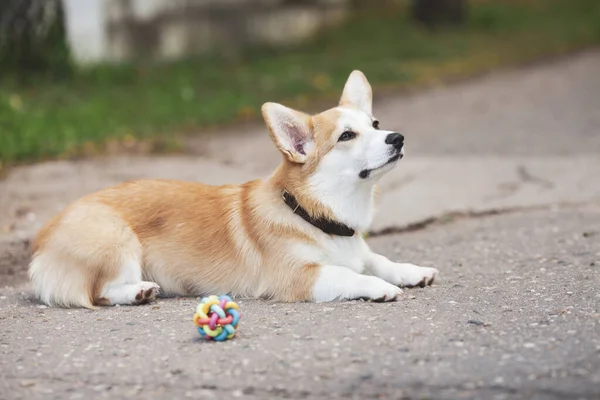 Hayvan bakımı, oyun ve eğitim konsepti. Parktaki Corgi köpeği, oyuncaklar, aksesuarlar. Arka plan bulanık. Üst Manzara. Metin için boşluk.