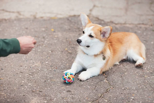 Entrenamiento Perros Corgi Con Dueño Manos Masculinas Perro Corgi Aire — Foto de Stock