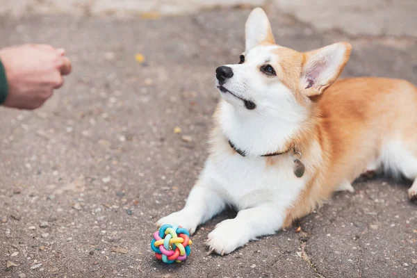 Entrenamiento Perros Corgi Con Dueño Manos Masculinas Perro Corgi Aire — Foto de Stock