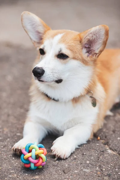 Hayvan bakımı, oyun ve eğitim konsepti. Parktaki Corgi köpeği, oyuncaklar, aksesuarlar. Arka plan bulanık. Üst Manzara. Metin için boşluk.