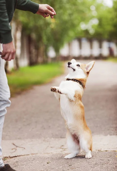 Cão Corgi Treinar Com Dono Mãos Masculinas Corgi Cão Livre — Fotografia de Stock