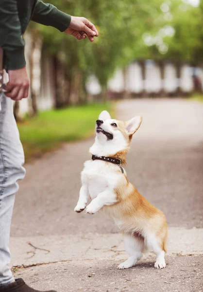 Sahibi ile Corgi köpek eğitimi. Erkek elli Corgi köpeği dışarıda. Arka plan bulanık. Evcil hayvan bakımı, oyun ve eğitim.