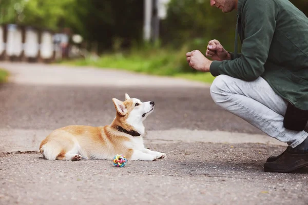 Cão Corgi Treinar Com Dono Mãos Masculinas Corgi Cão Livre — Fotografia de Stock