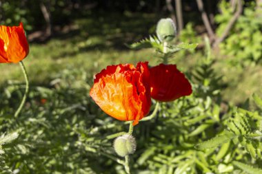 Bir gelinciğin güneşte, diğerinin gölgede yakın çekimi. Parklar ve doğa