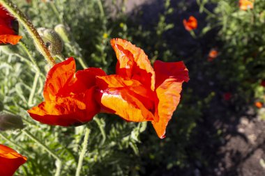 Çiçek tarlasında haşhaş yakın plan. Parklar ve doğa