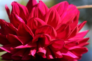 Burgundy Dahlia yapraklarının doğal arkaplan ya da doku olarak yakın çekim (makro çekim)