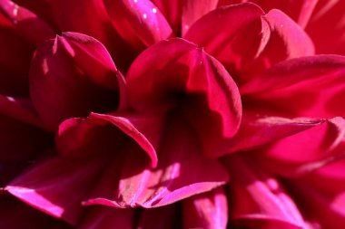 Burgundy Dahlia yapraklarının doğal arkaplan ya da doku olarak yakın çekim (makro çekim)