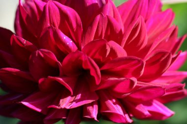 Burgundy Dahlia yapraklarının doğal arkaplan ya da doku olarak yakın çekim (makro çekim)