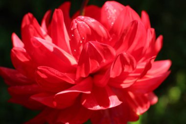 Doğal bir arkaplan ya da doku olarak kırmızı yıldız yapraklarının yakın çekim (makro çekim)