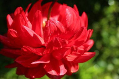 Doğal bir arkaplan ya da doku olarak kırmızı yıldız yapraklarının yakın çekim (makro çekim)