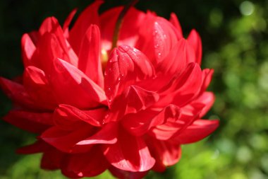 Yeşil arkaplanda kırmızı bir yıldız çiçeğinin (makro çekim) yakın çekimi