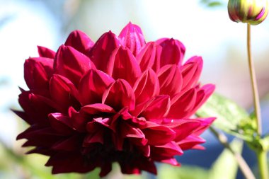 Yeşil arka planda tomurcuğu olan Burgundy Dahlia 'nın (makro çekim) yakın çekimi